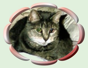tabitha